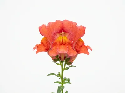 Single Orange Snapdragon Flower Isolated On White