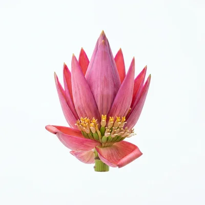 Banana Blossom Flower Isolated On White Background