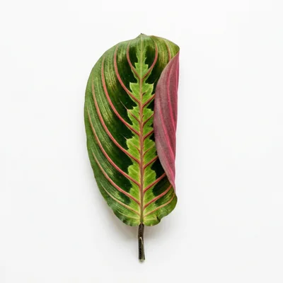 Single Maranta Leuconeura Leaf With Folded Edge