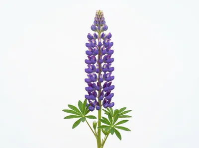 Single Purple Lupine Flower Spike Isolated On White
