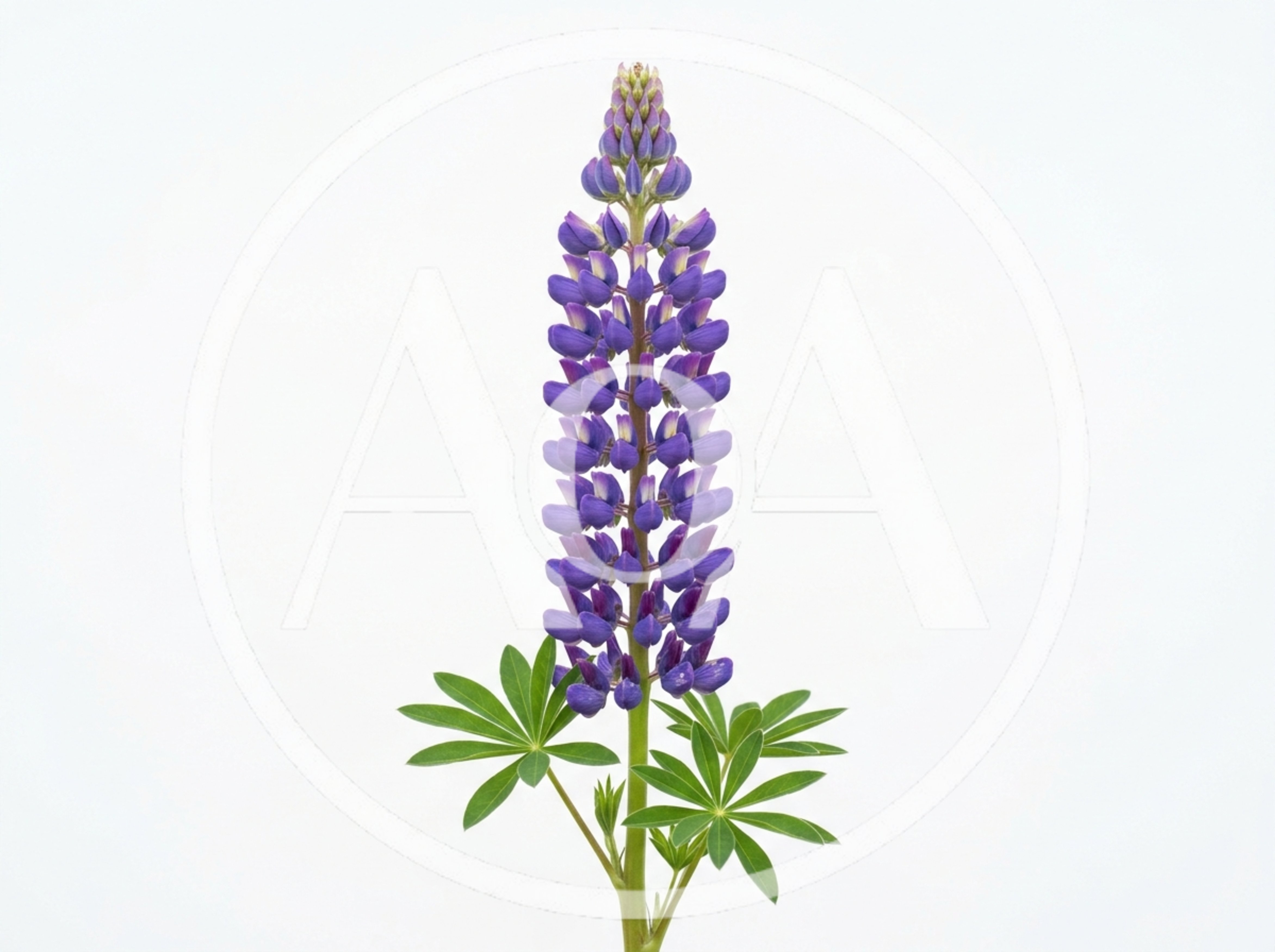 Single Purple Lupine Flower Spike Isolated On White