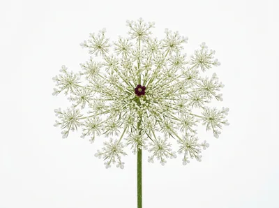 Queen Anne's Lace Flower Head Isolated On White