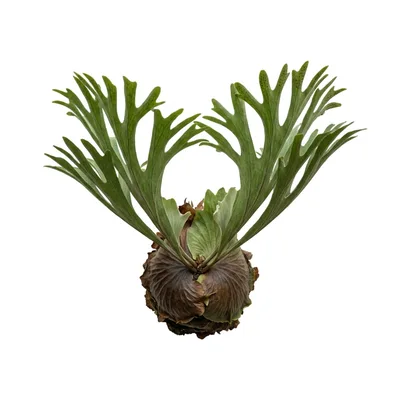 Staghorn Fern Plant Isolated On White Background