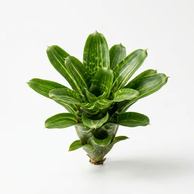 Vibrant Green Bromeliad Plant Isolated On White Background