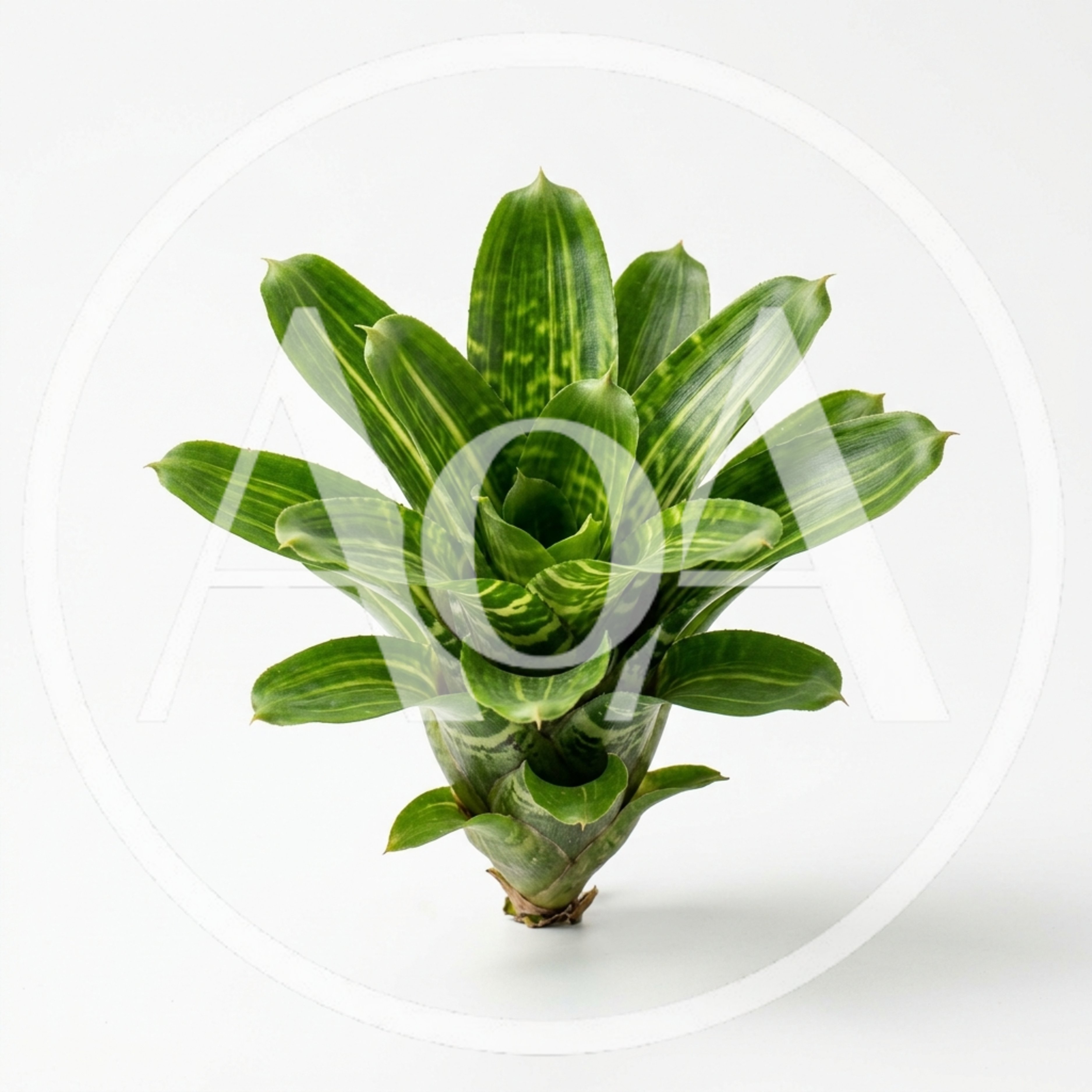 Vibrant Green Bromeliad Plant Isolated On White Background