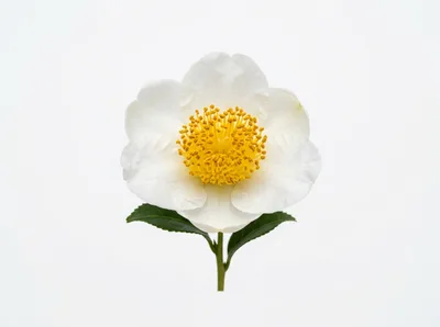 Single White Camellia Flower With Green Leaves