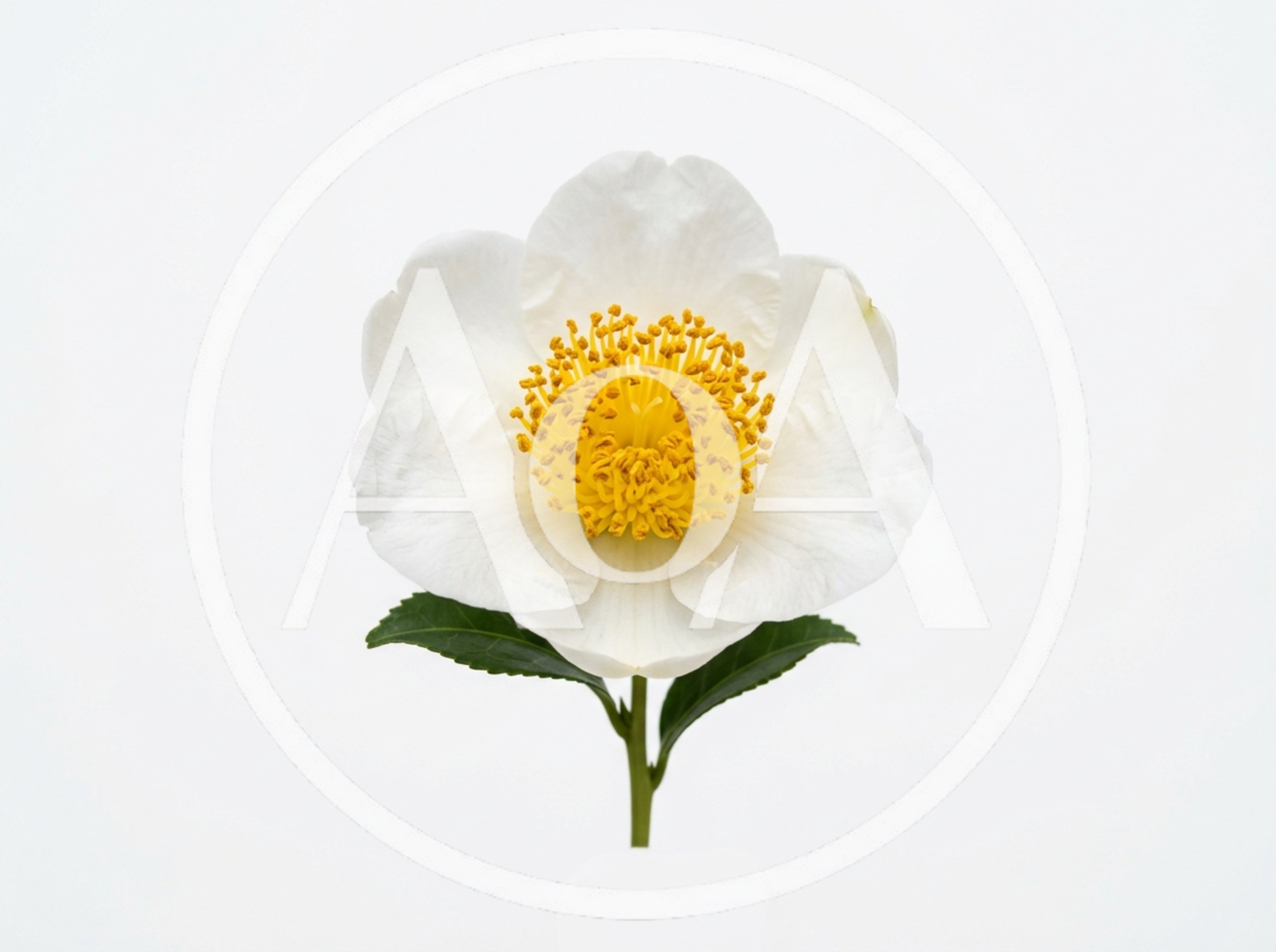 Single White Camellia Flower With Green Leaves