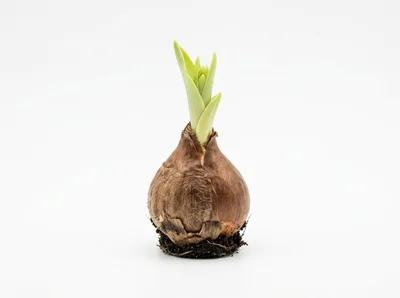 Sprouting Flower Bulb With Green Shoots