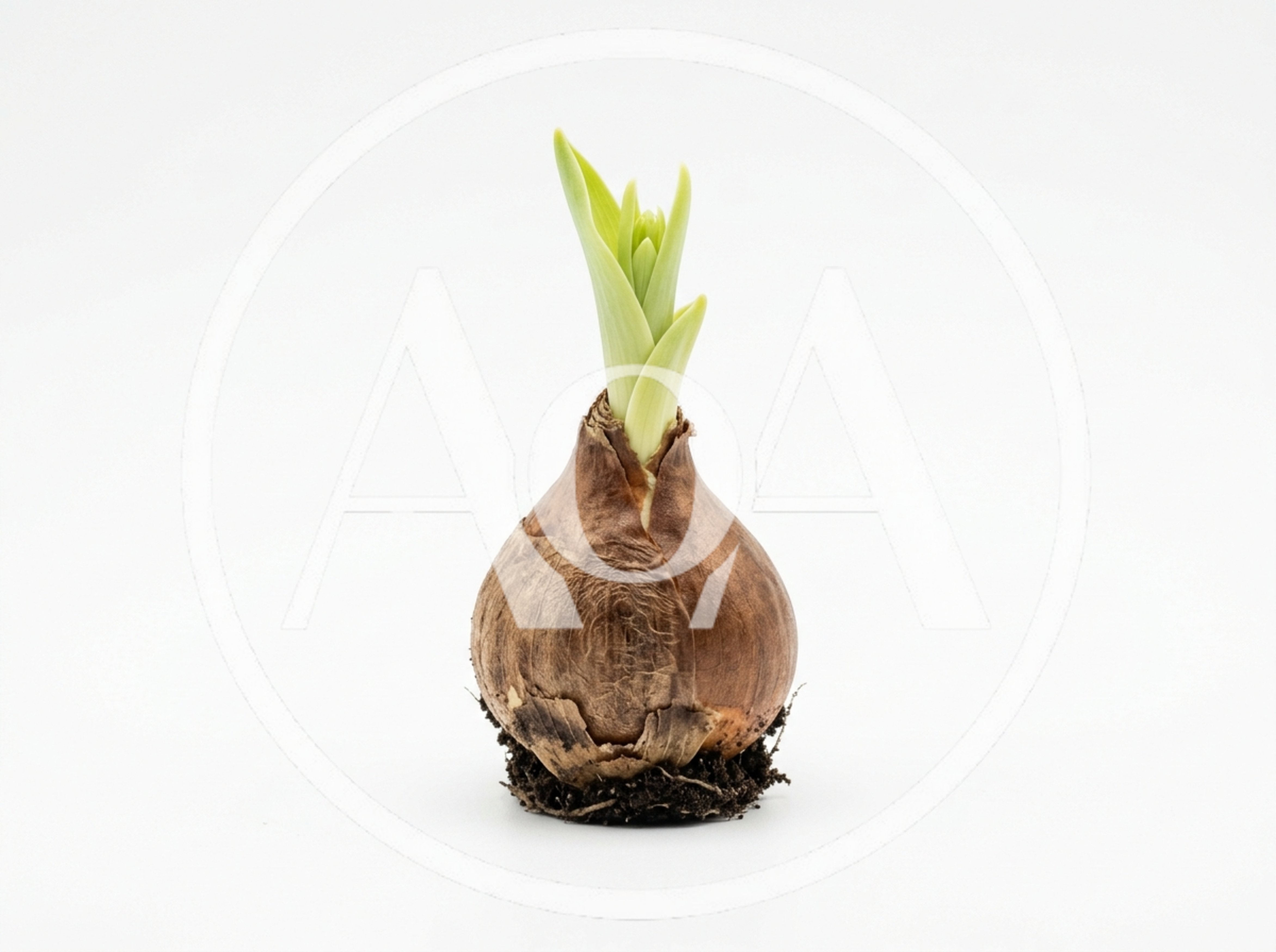 Sprouting Flower Bulb With Green Shoots
