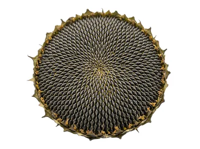 Mature Sunflower Head With Ripe Seeds