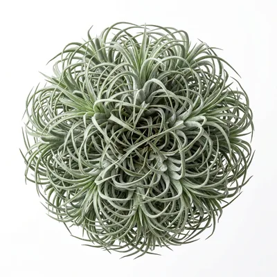 Top Down View Of A Tillandsia Air Plant