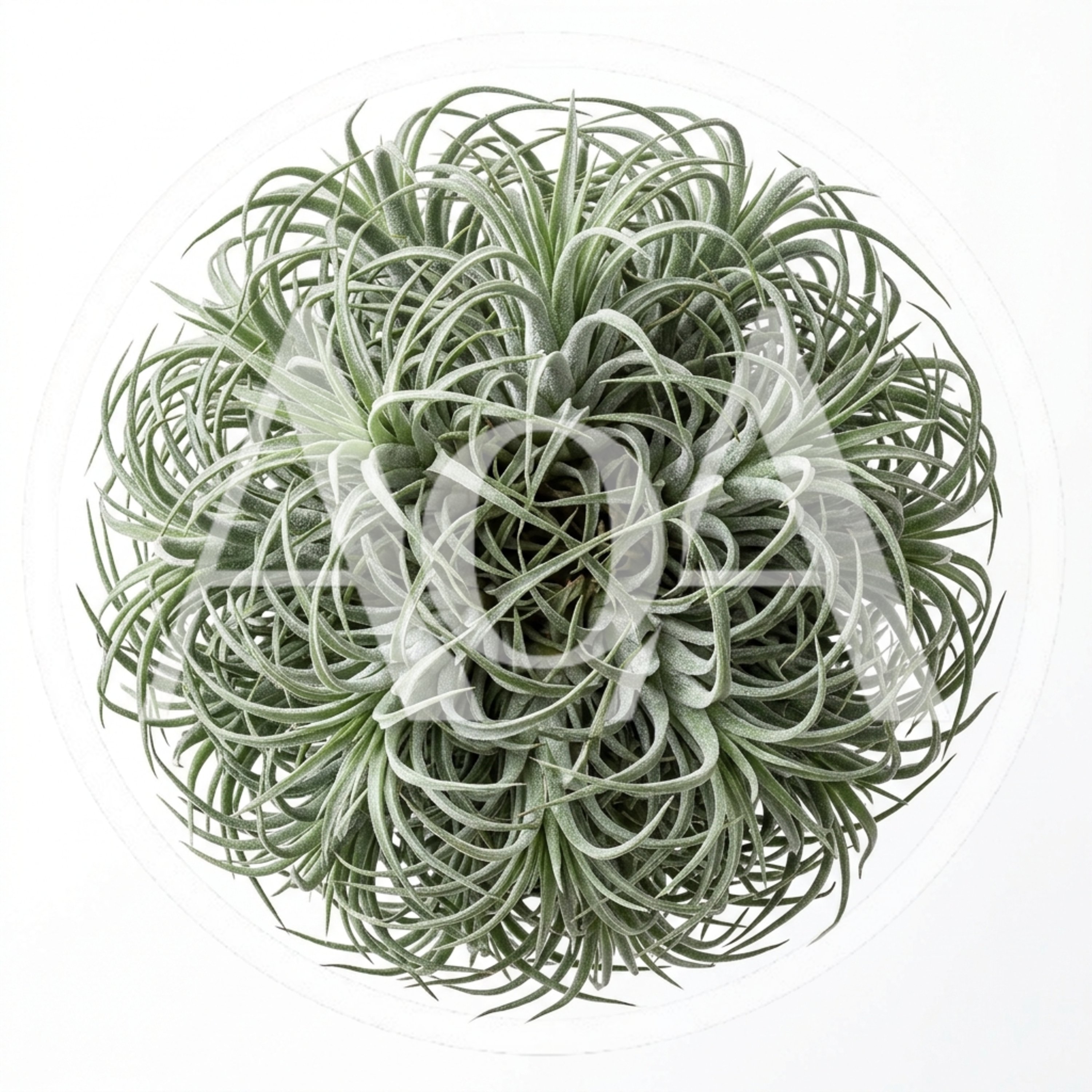 Top Down View Of A Tillandsia Air Plant