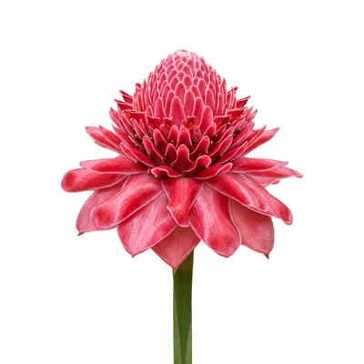 Single Torch Ginger Flower Isolated On White Background