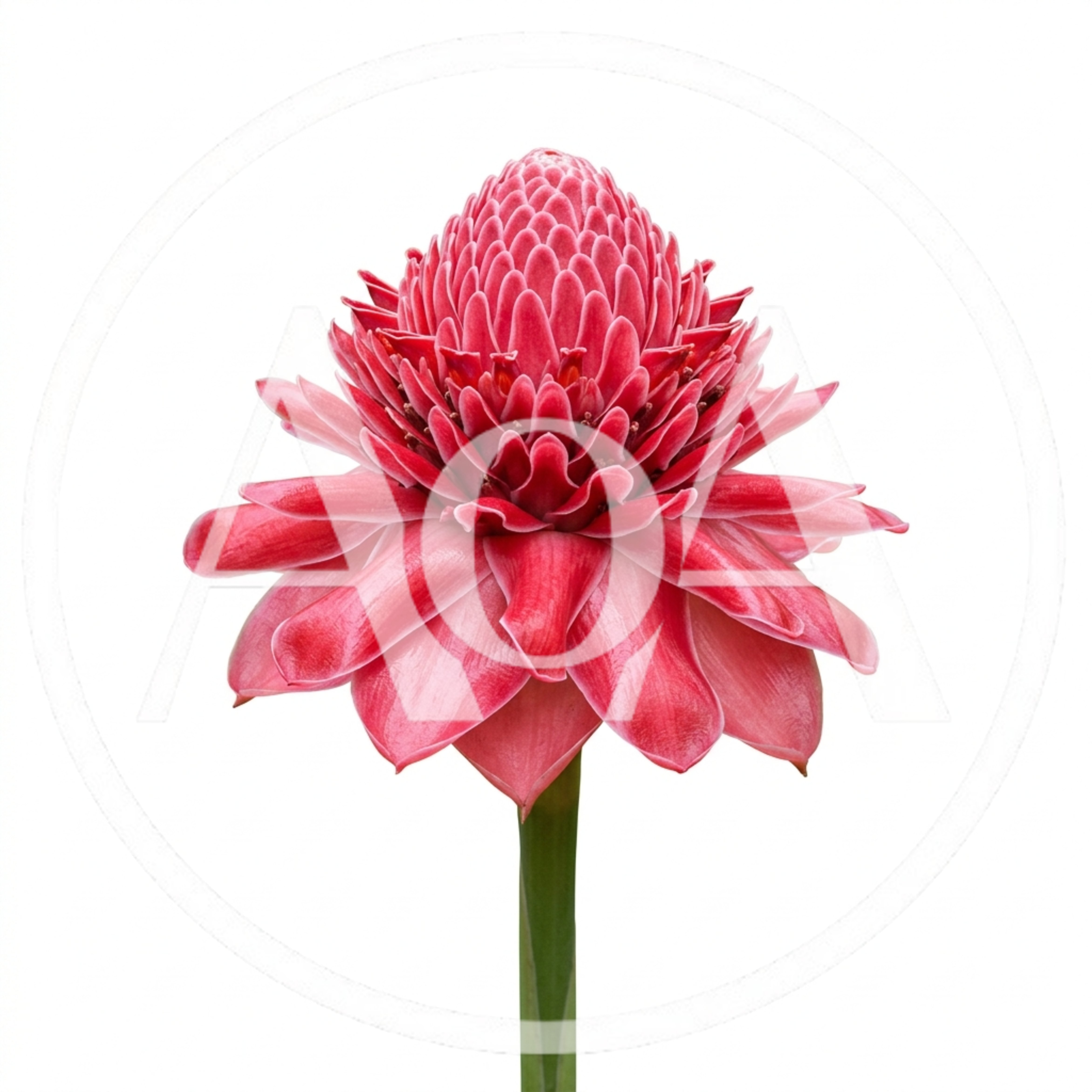 Single Torch Ginger Flower Isolated On White Background