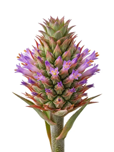 Close Up Of A Blooming Bromeliad Flower