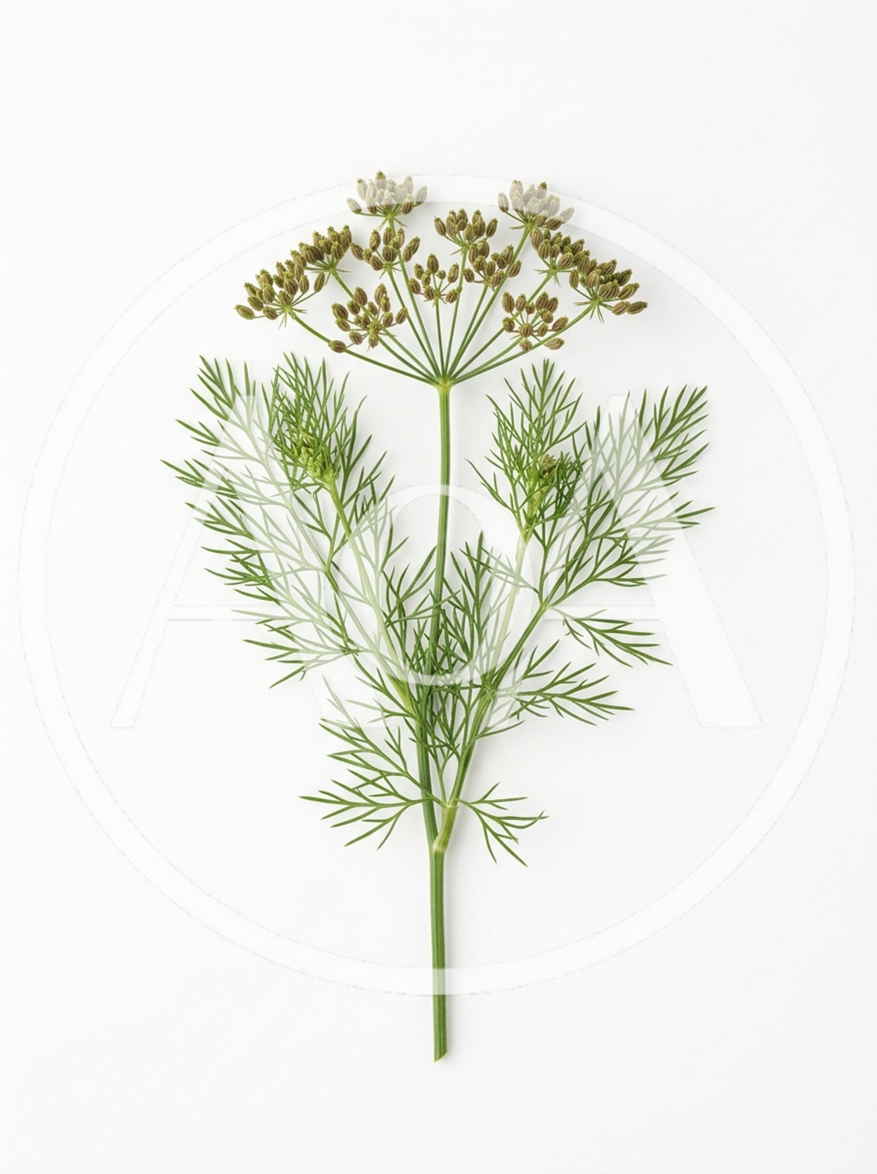 Fresh Dill Sprig With Seeds On White Background