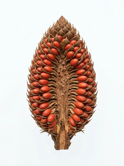 Cross Section Of A Cycad Seed Cone