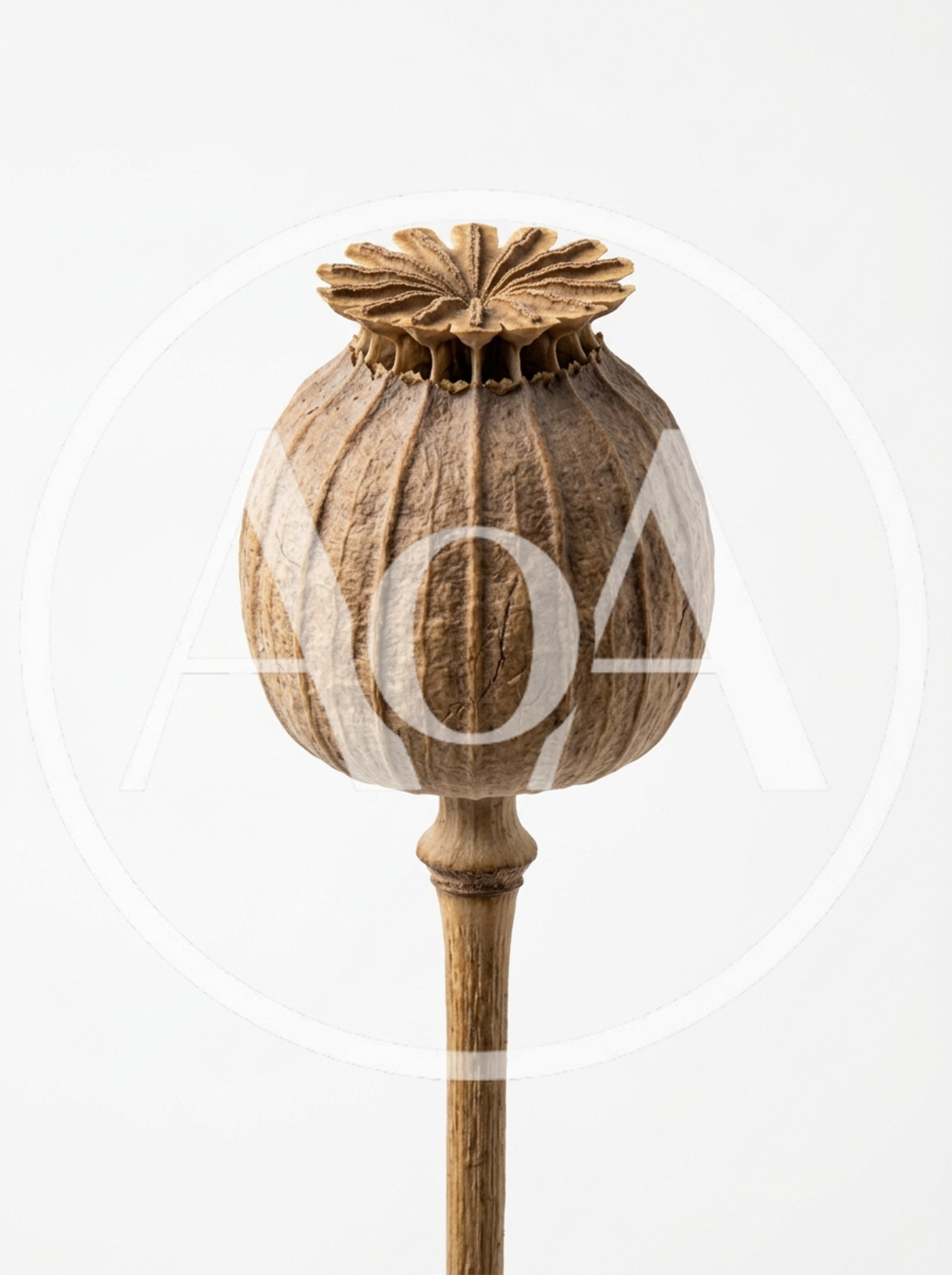 Dried Poppy Seed Pod On White Background