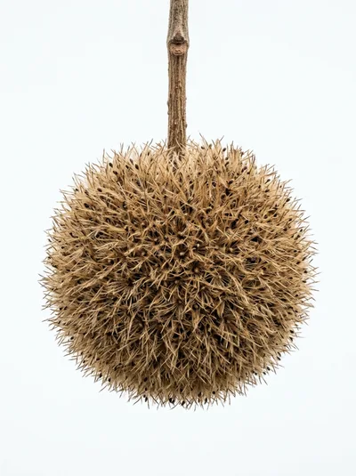 Dried Sycamore Seed Ball Hanging From A Branch