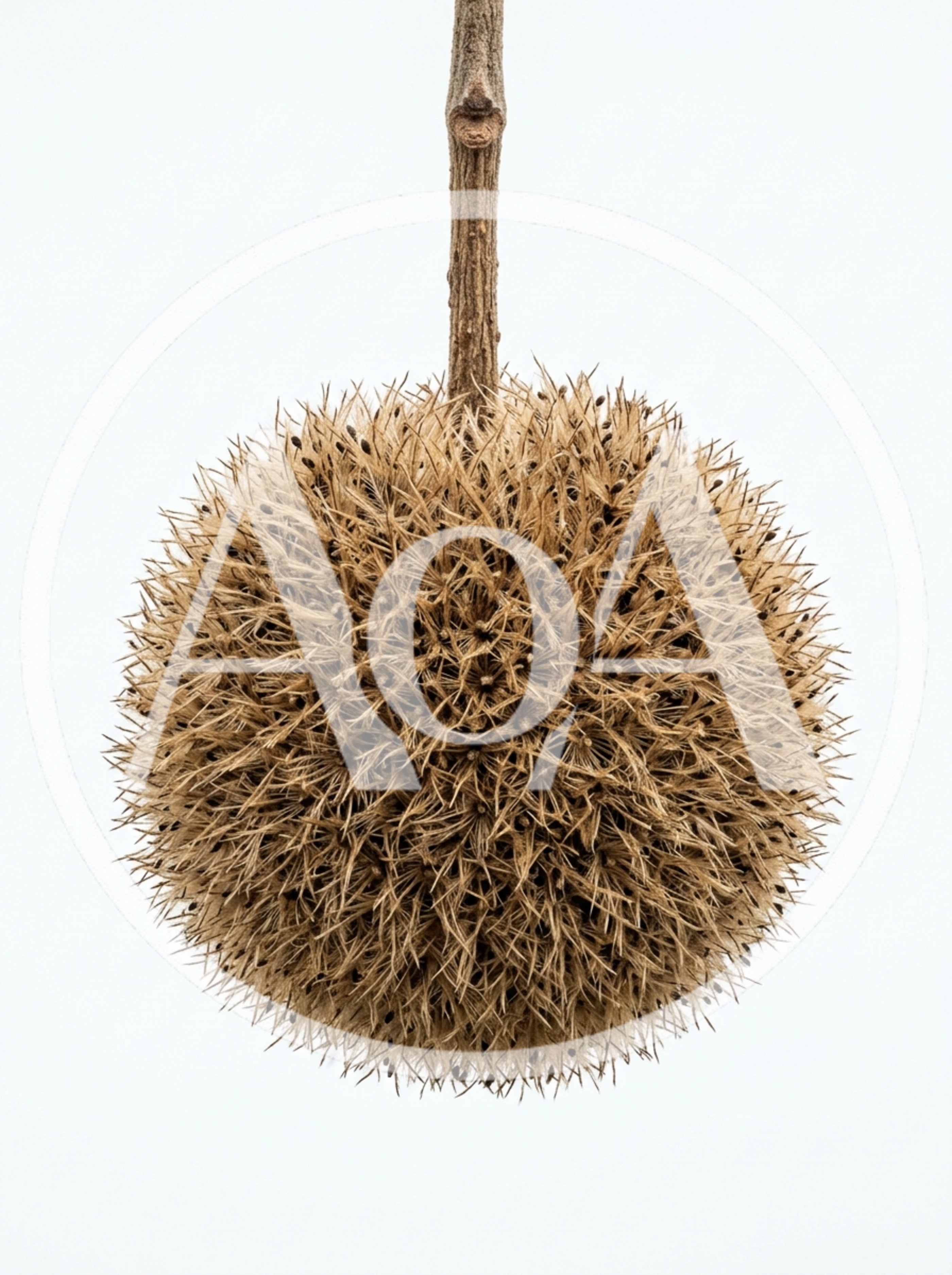 Dried Sycamore Seed Ball Hanging From A Branch
