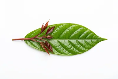 Fresh Green Leaf With Red Sprouting Shoots
