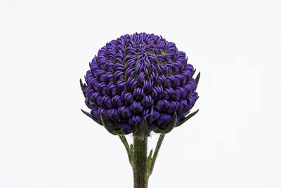 Close Up Of A Purple Scabiosa Flower Bud
