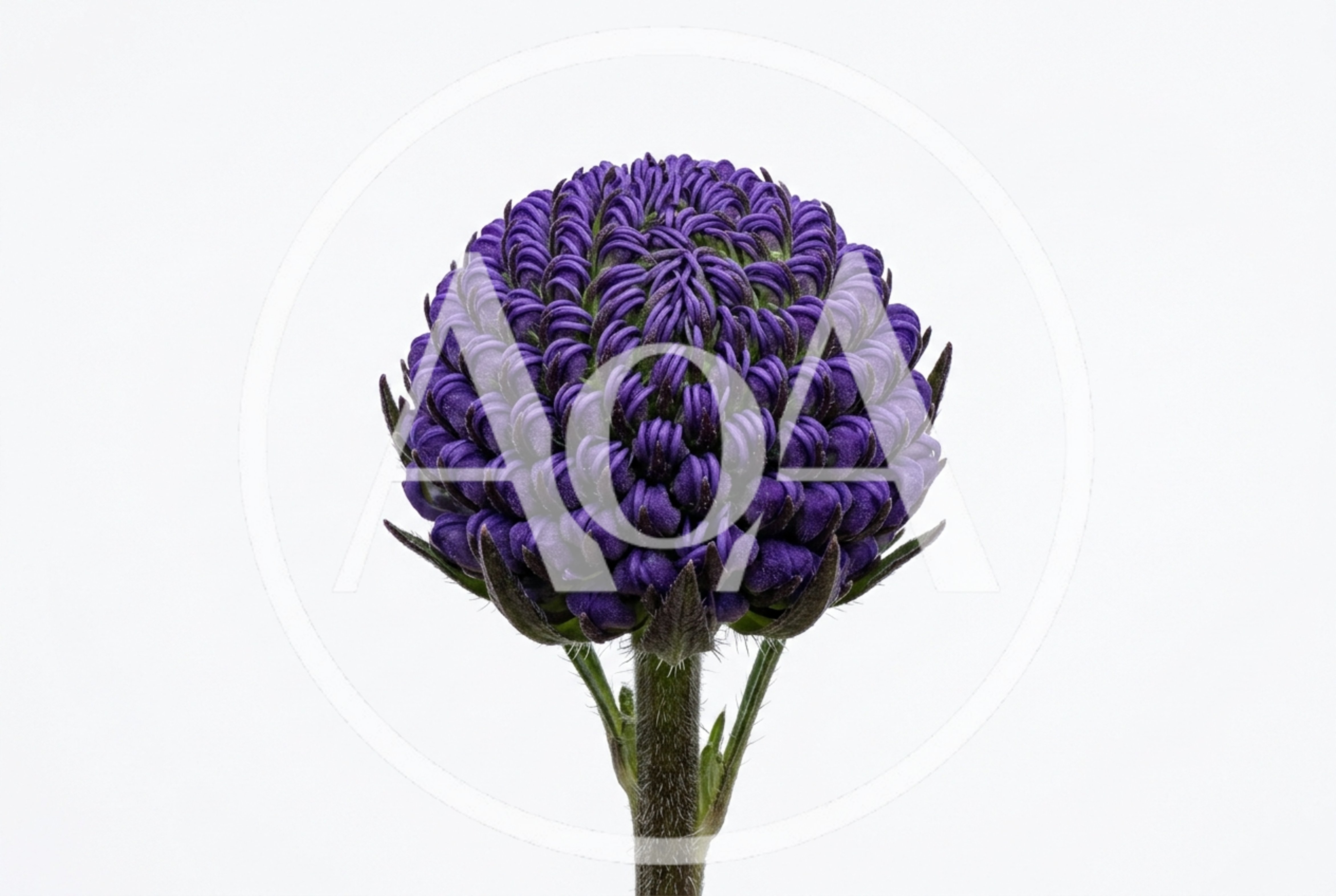 Close Up Of A Purple Scabiosa Flower Bud