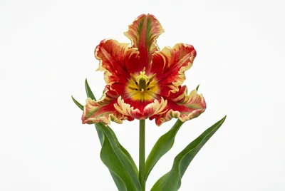 Single Parrot Tulip Flower Isolated On White Background