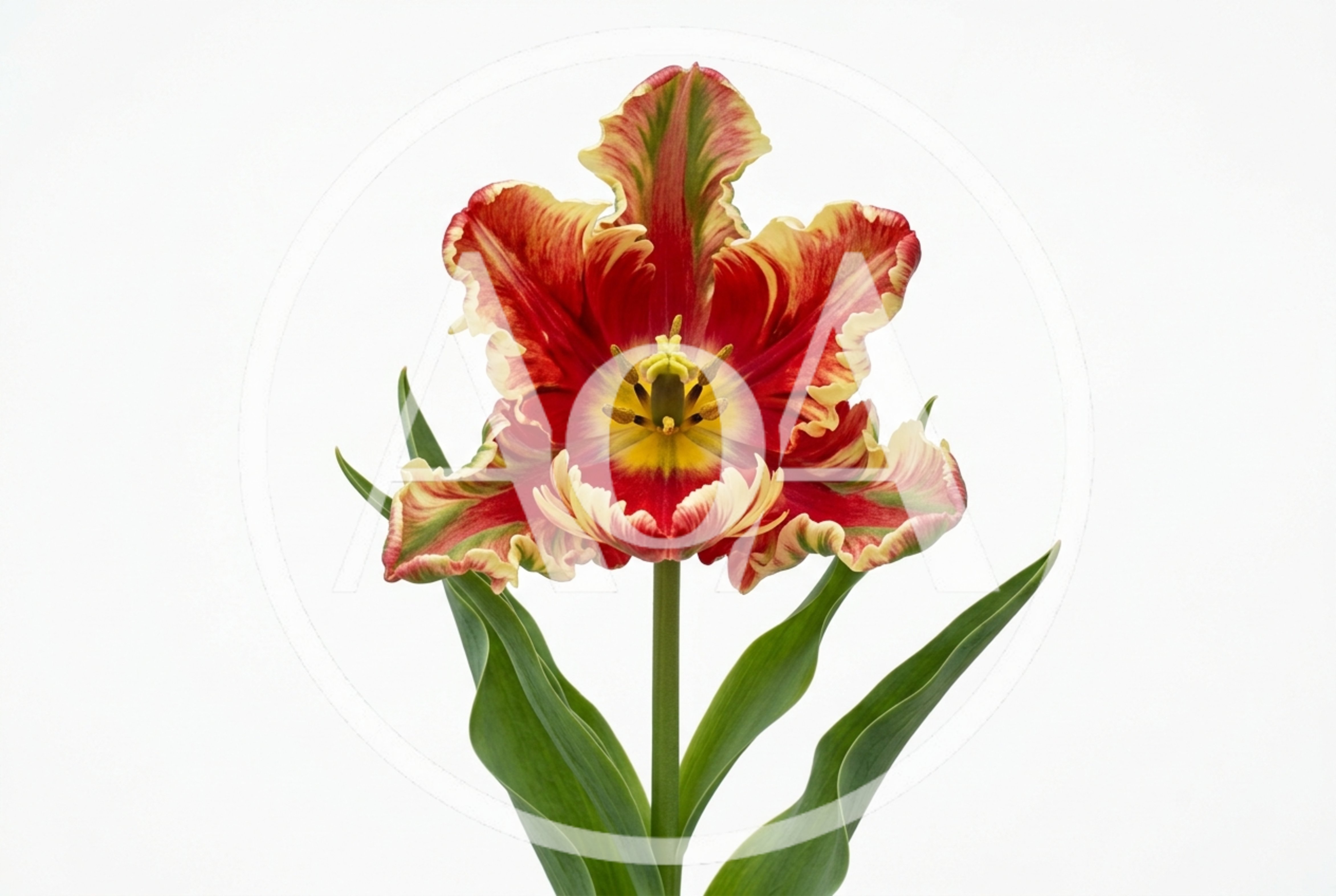Single Parrot Tulip Flower Isolated On White Background