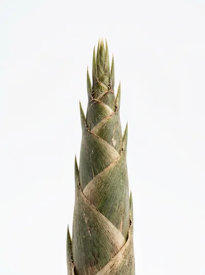 Fresh Bamboo Shoot Isolated On White Background