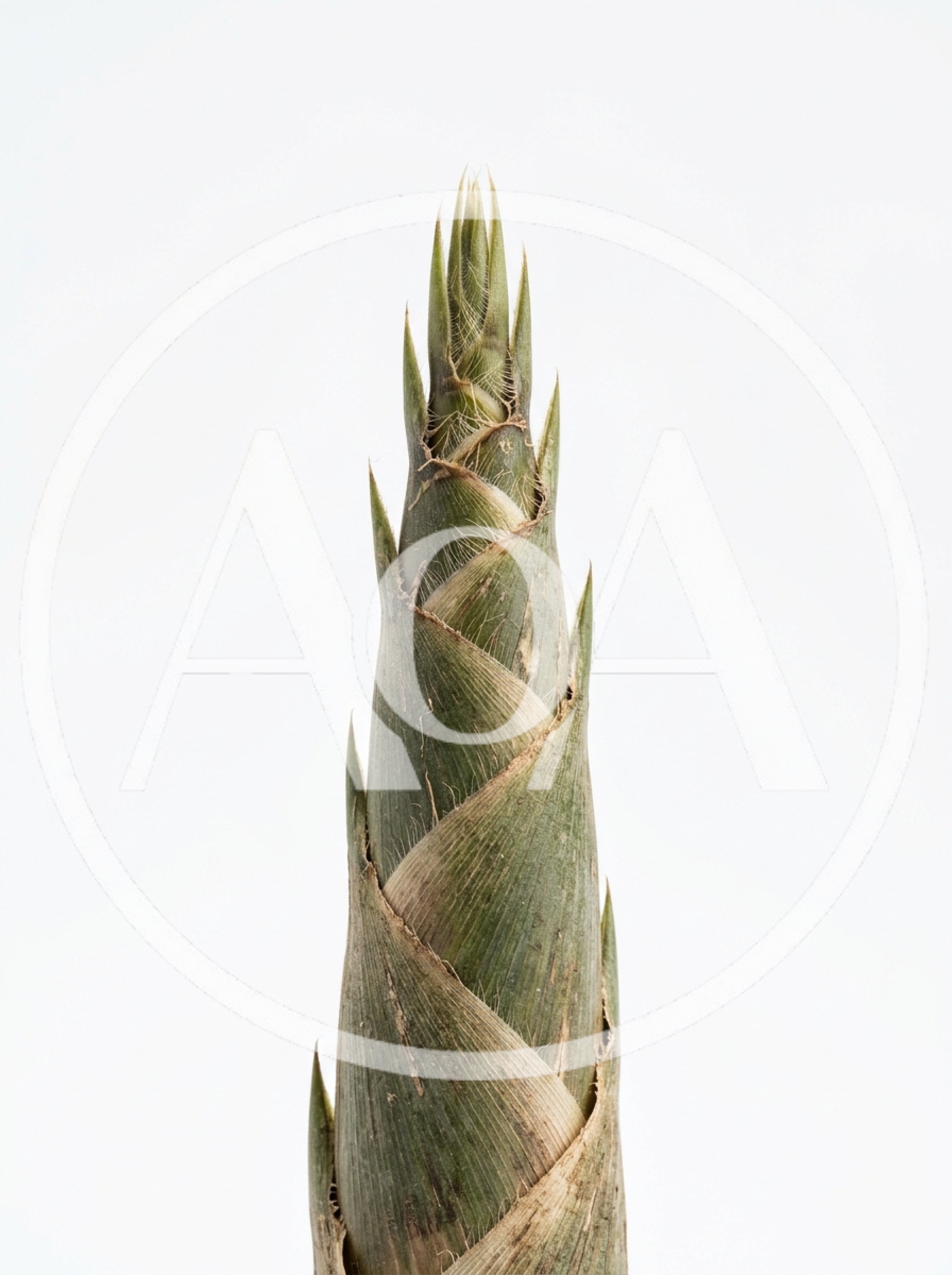 Fresh Bamboo Shoot Isolated On White Background
