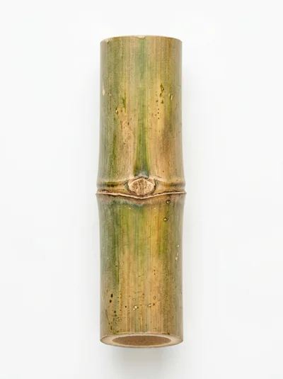 Single Segment Of Green Bamboo Stalk