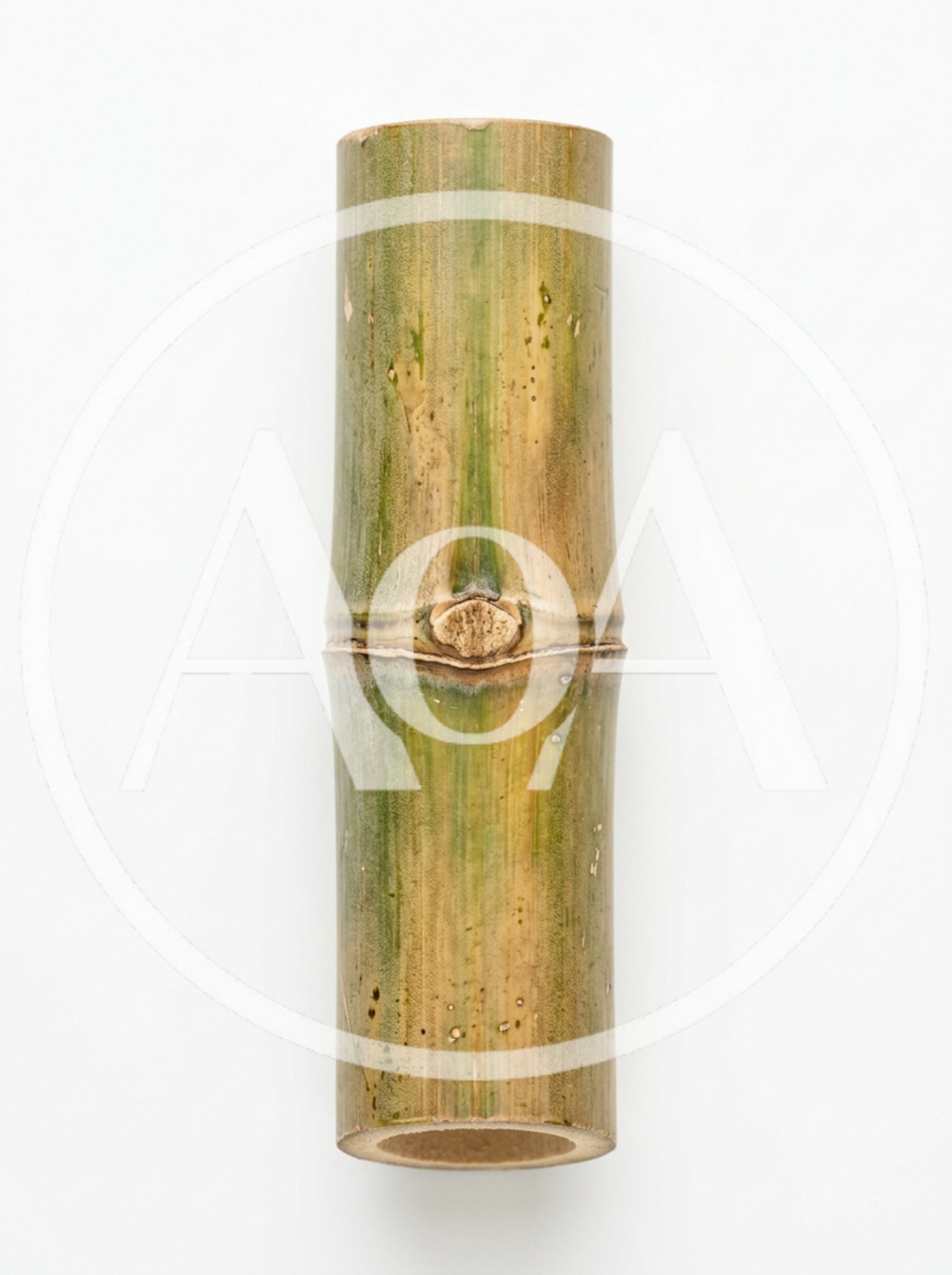 Single Segment Of Green Bamboo Stalk