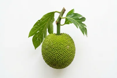 Fresh Green Breadfruit With Leaves On White Background