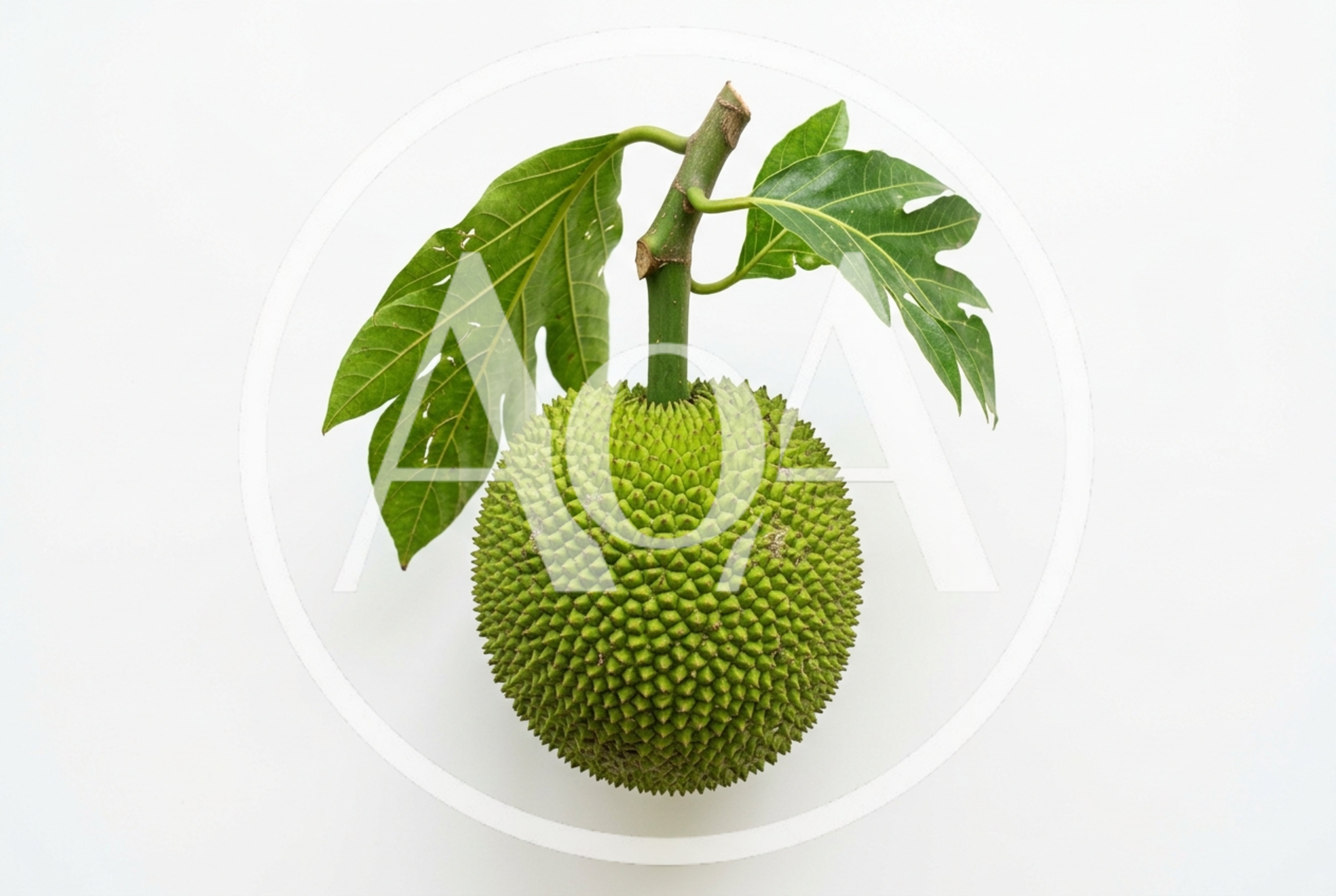 Fresh Green Breadfruit With Leaves On White Background