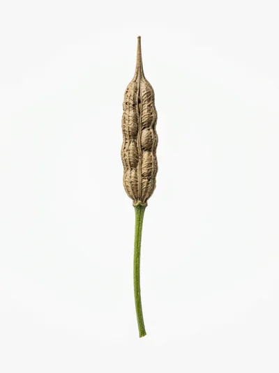 Dried Radish Seed Pod Isolated On White Background