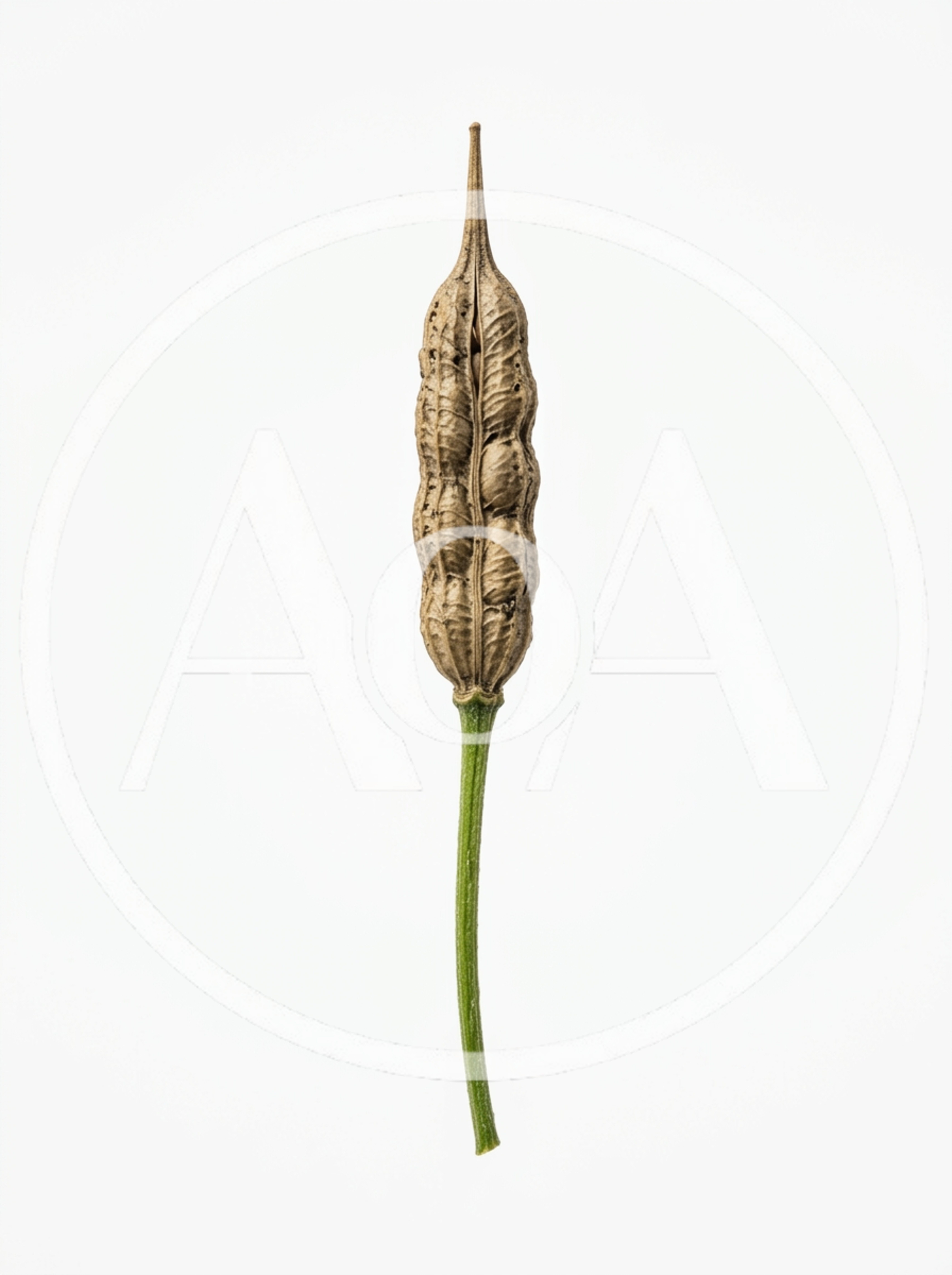 Dried Radish Seed Pod Isolated On White Background