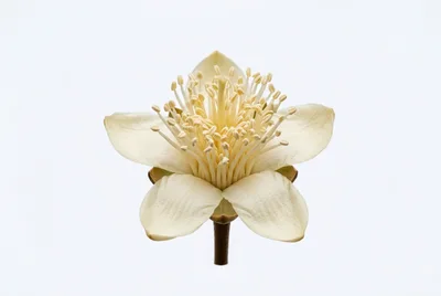 Single White Tea Flower Blossom Isolated On White
