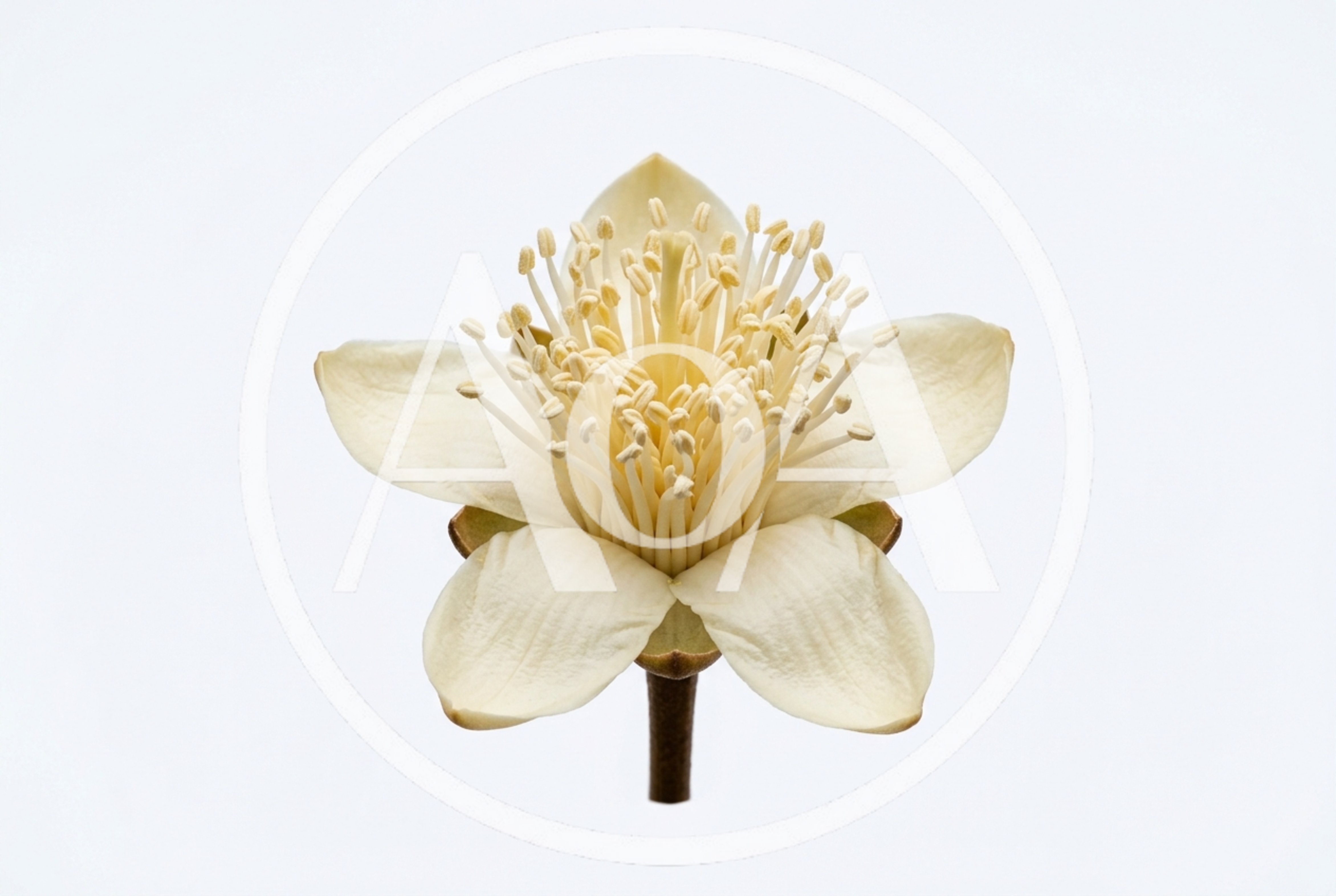 Single White Tea Flower Blossom Isolated On White