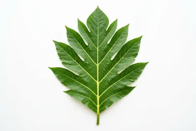Single Green Breadfruit Leaf on White Background