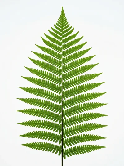 Single Green Fern Frond Isolated On White Background