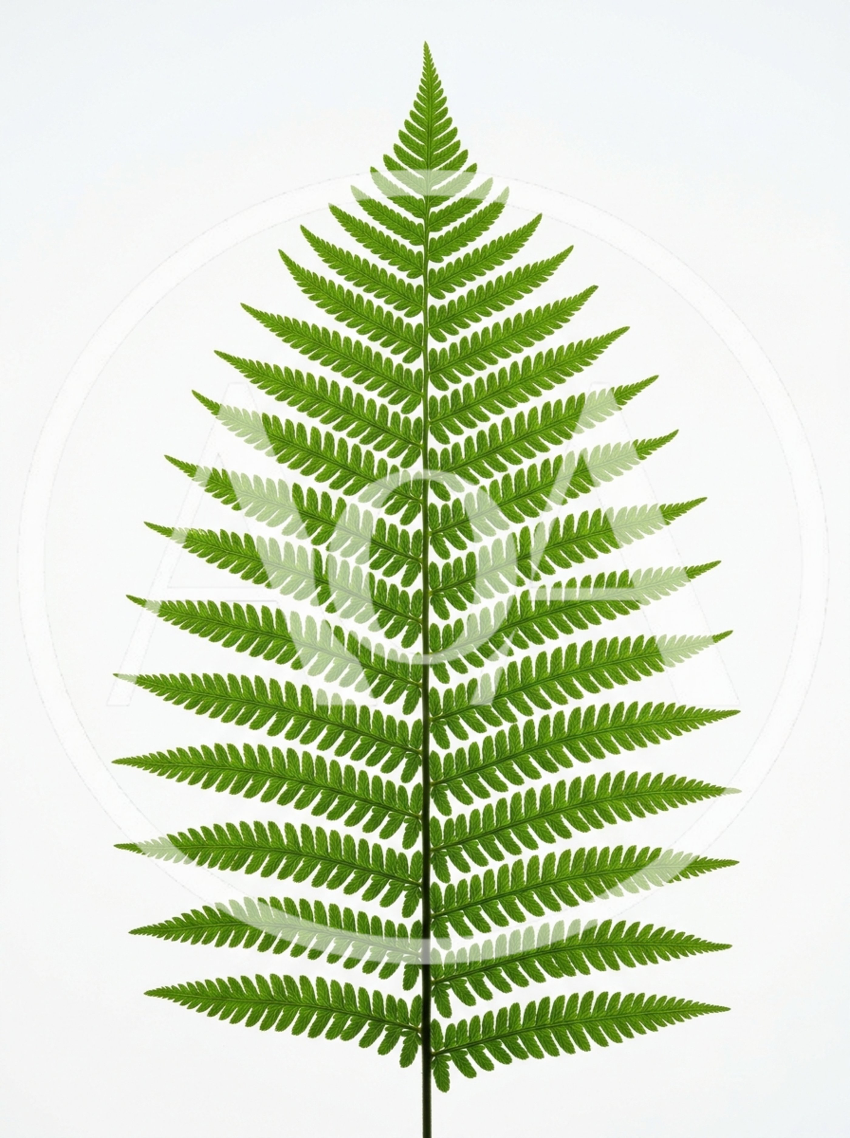 Single Green Fern Frond Isolated On White Background