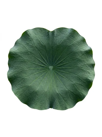 Single Large Green Lotus Leaf Isolated On White Background