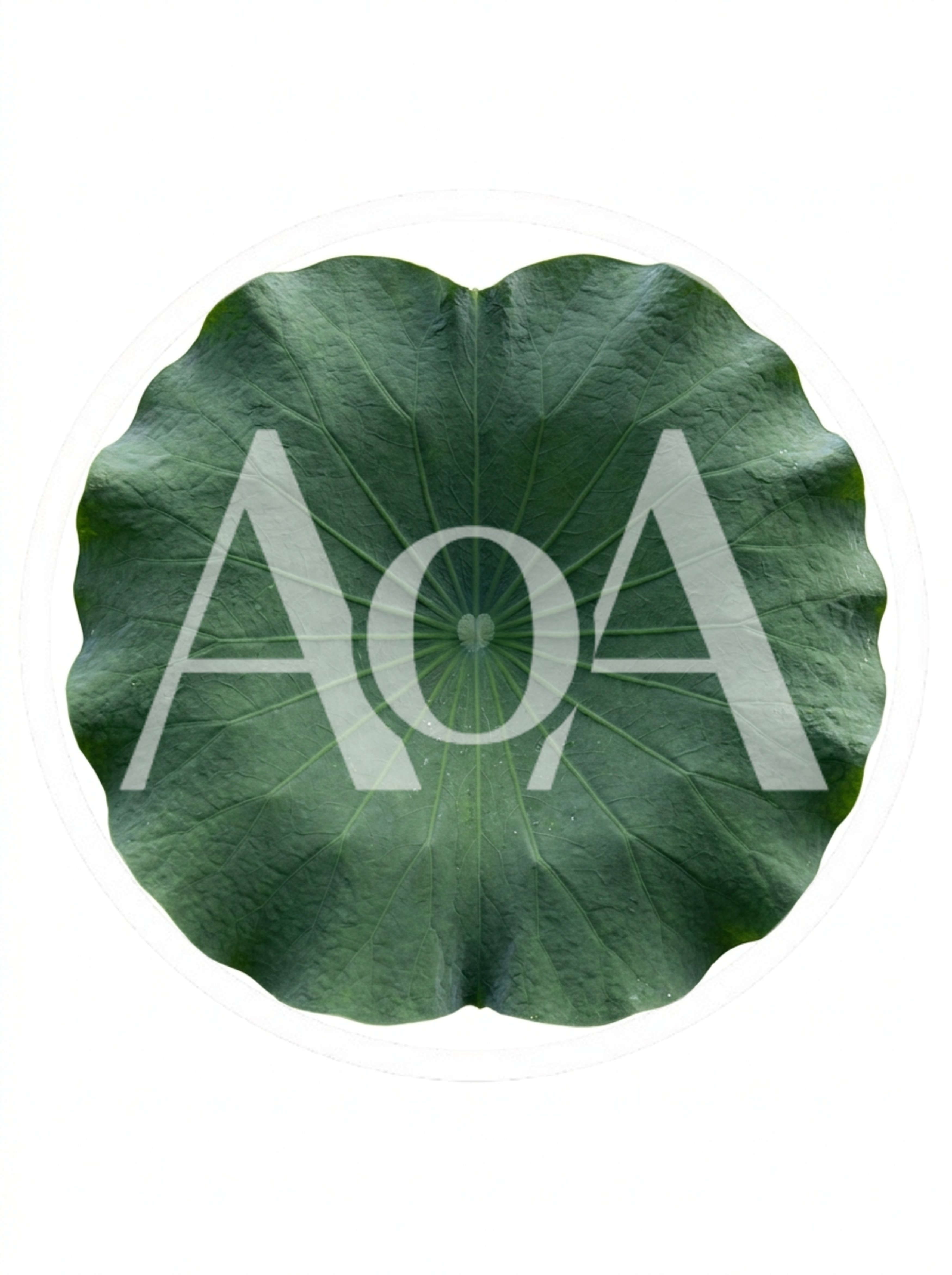 Single Large Green Lotus Leaf Isolated On White Background