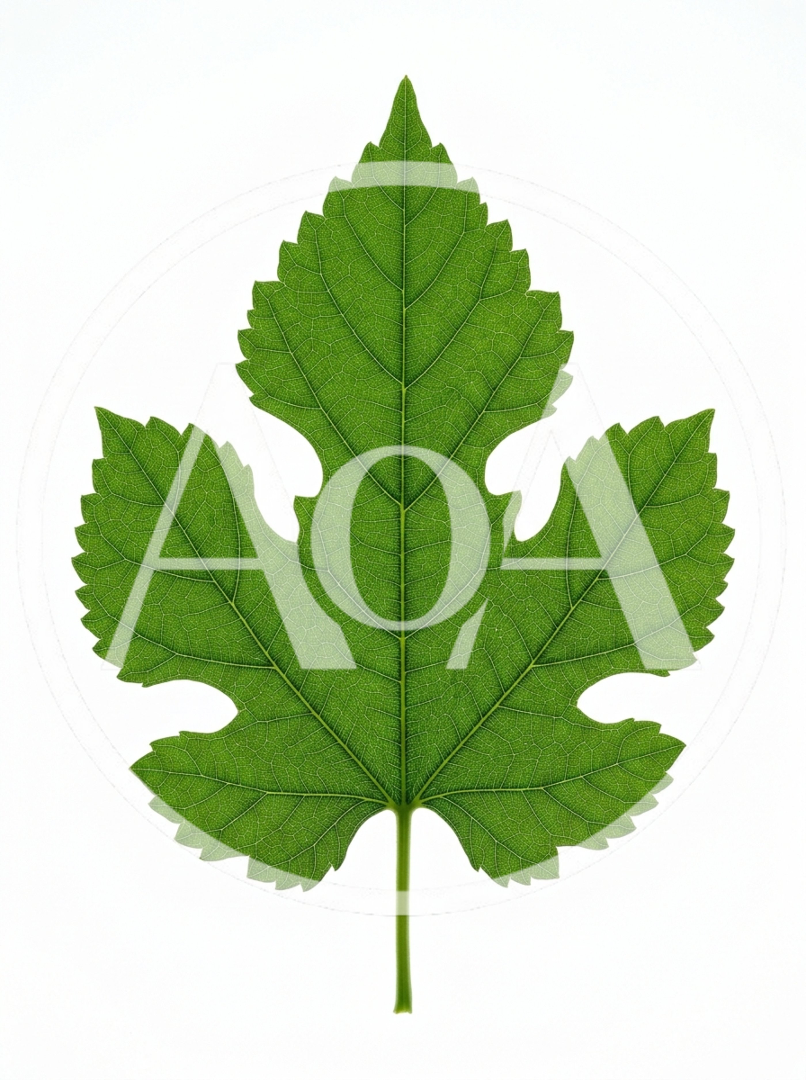 Single Green Mulberry Leaf Isolated On White Background
