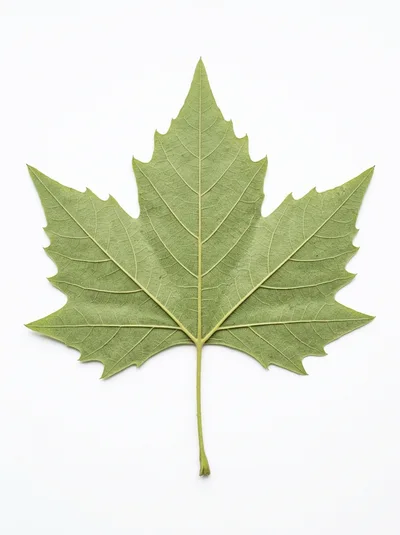 Single Green Sycamore Leaf On White Background