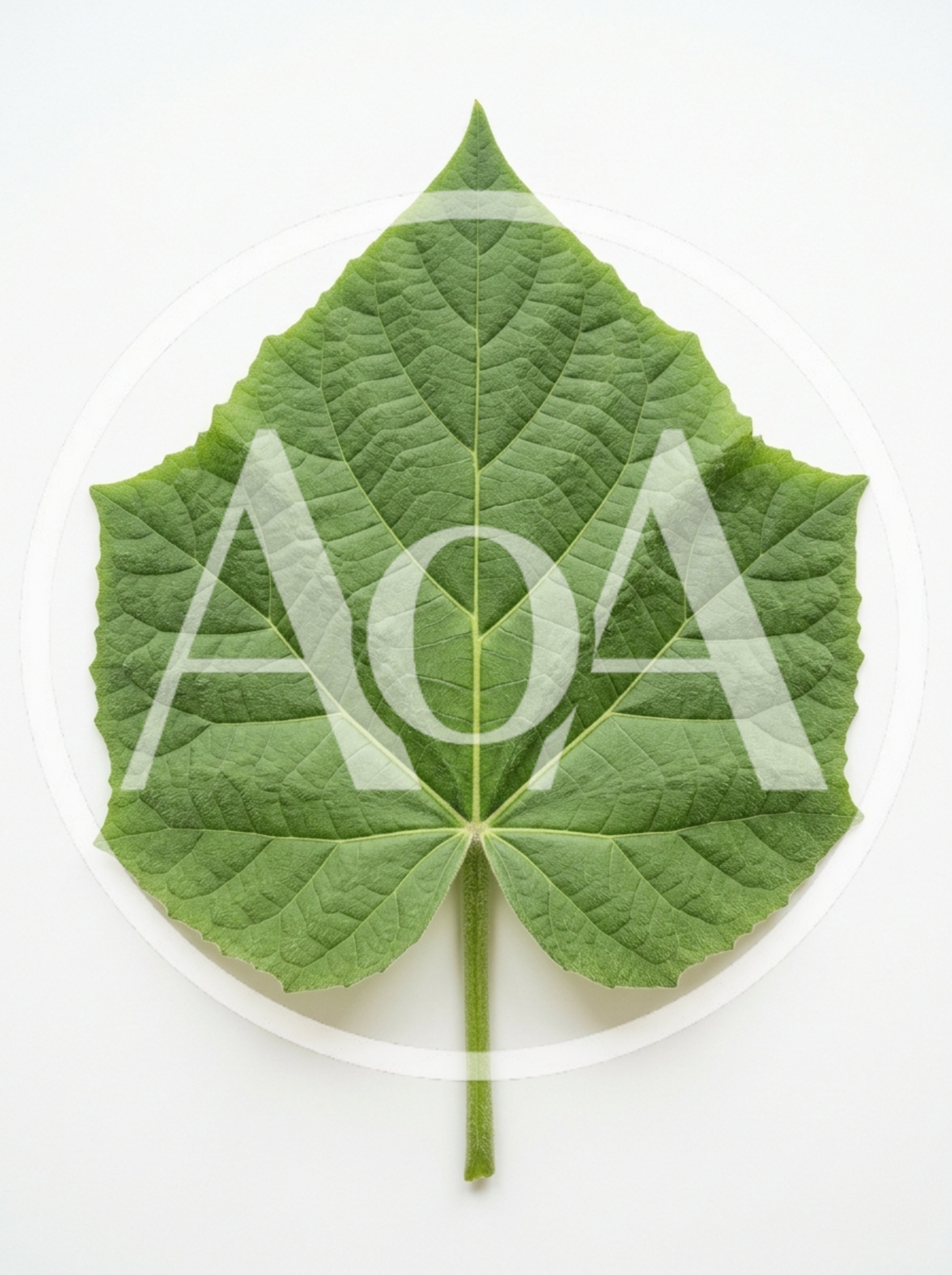 Single Green Cucumber Leaf Isolated On White Background
