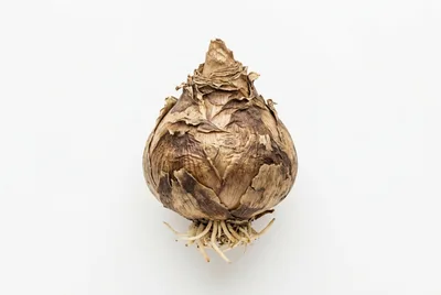 Single Dry Flower Bulb With Roots Isolated On White