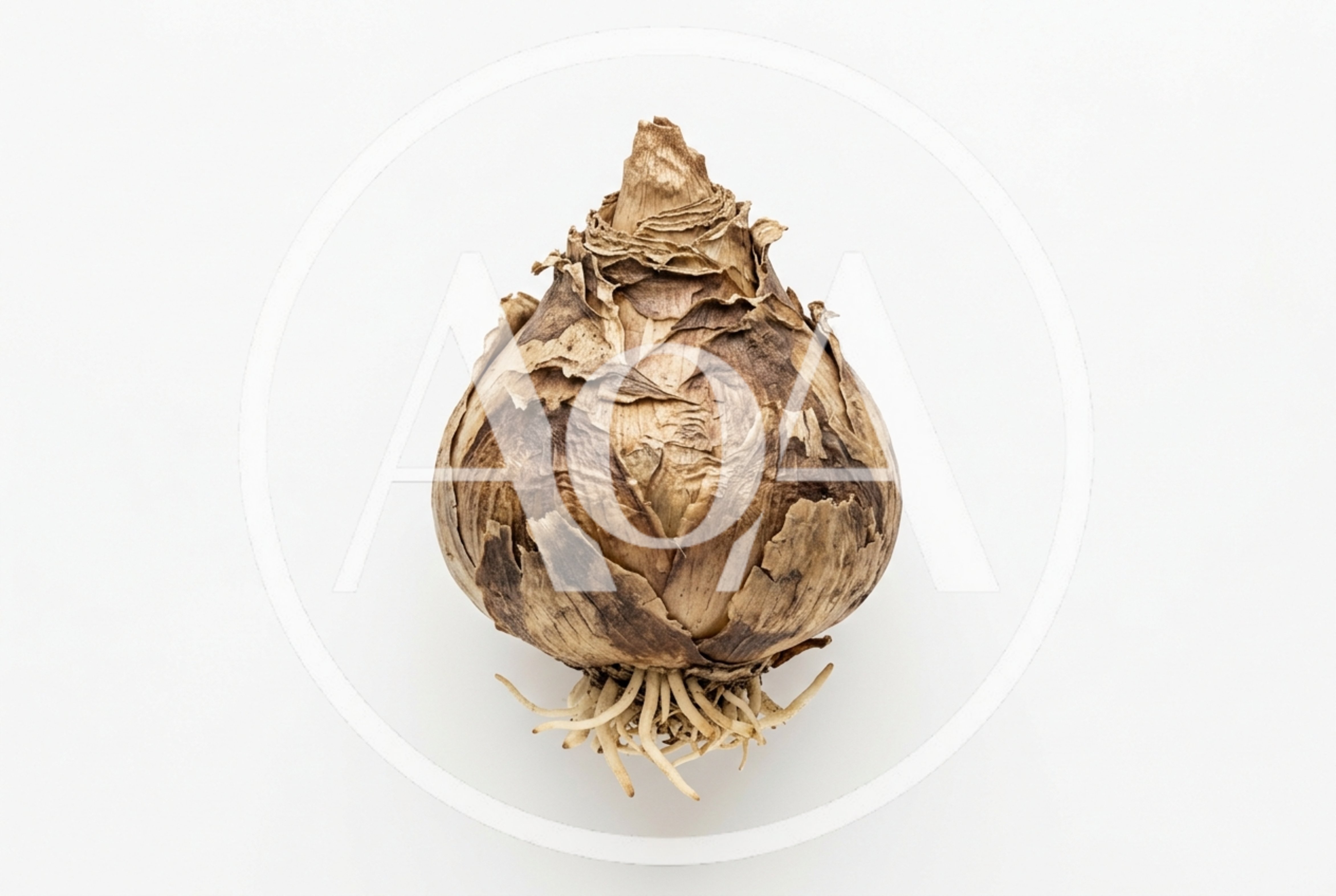 Single Dry Flower Bulb With Roots Isolated On White