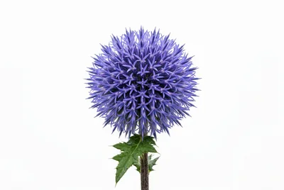 Globe Thistle Flower Head Isolated On White